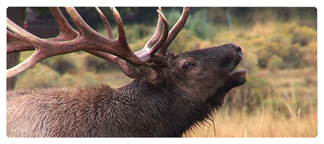 DNSEMP-L-313 Gone Hunting (Elk)